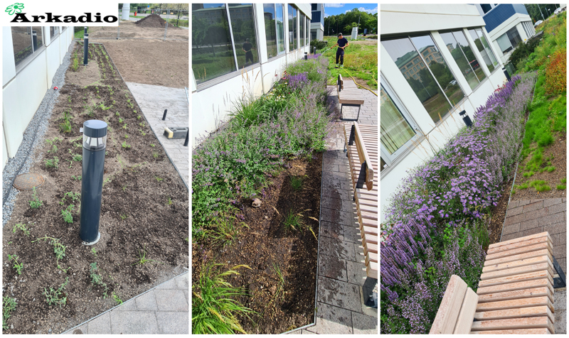 Plantering och skötsel