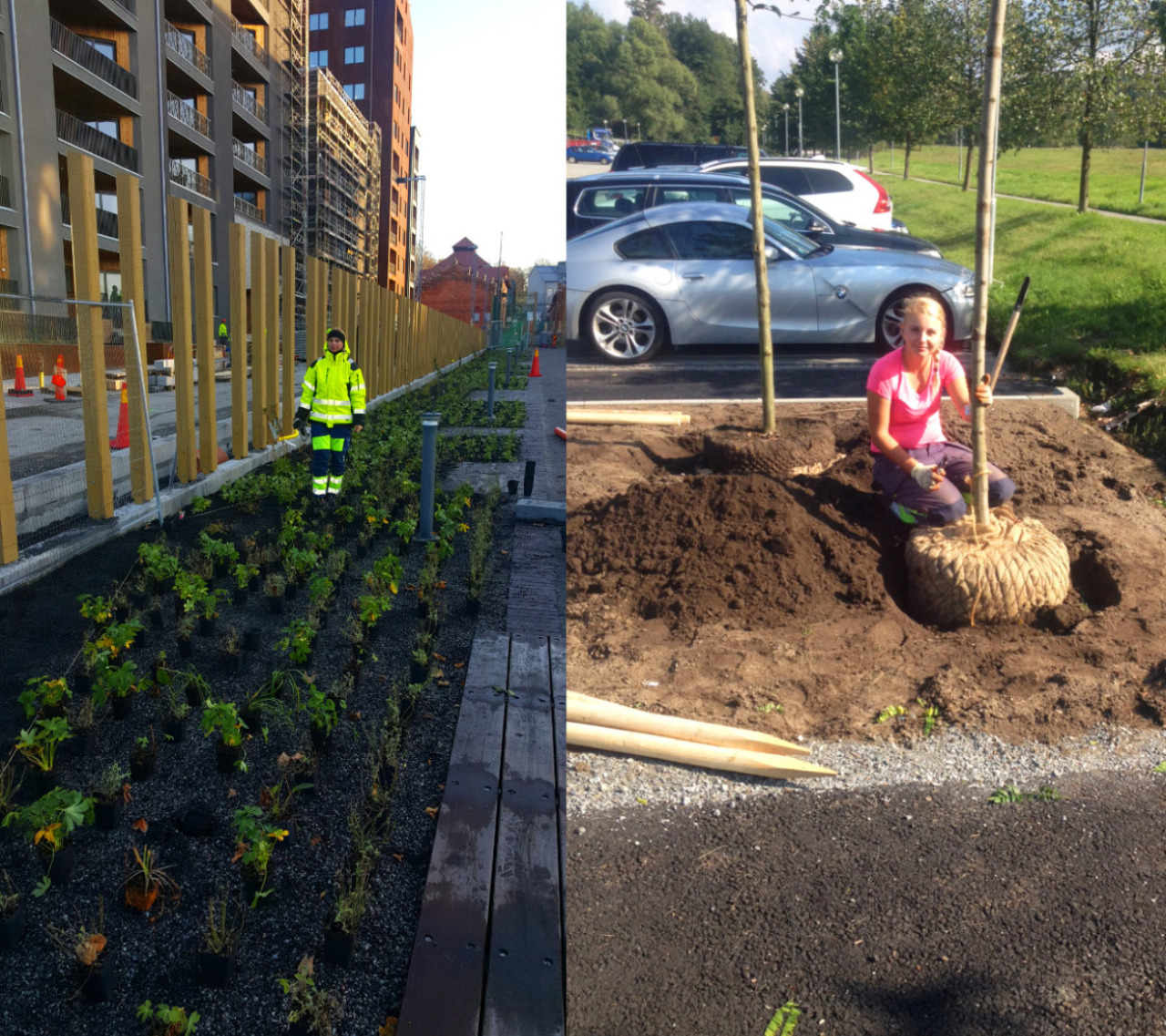 Trädgårdsservice i Stockholm – plantering